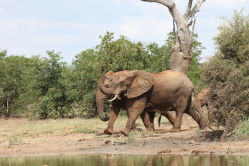 Afrikanischer Elefant / African elephant / Loxodonta africana