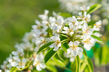 Pear tree blossom close-up. White pear flower on naturl background. Fruit tree blossom close-up. Shallow depth of field