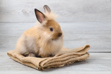 Obraz premium cute brown easter bunny rabbit on sackcloth with wood background