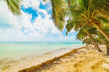 Palm trees by the sea in Bois Jolan beach in Guadeloupe