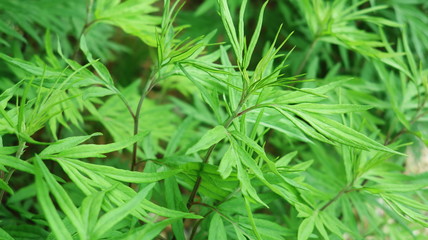 Leaves of common mugwort