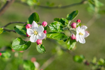 Beautiful blooming apple trees in spring park close up. The Apple tree blooms. Spring flowers
