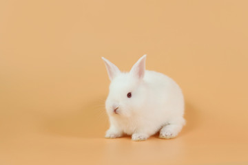 Obraz premium baby and cute white bunny rabbit on orange background