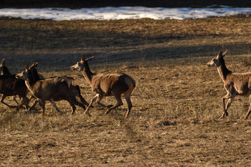 Naklejka na ściany i meble Herd of hind walking and running on the meadow near forest in spring time