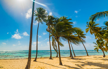 Palm trees in La Caravelle beach in Guadeloupe