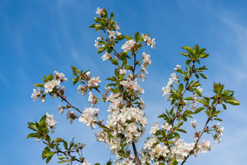 spring white blossom against blue sky. cherry blossom flower full bloom in blue sky spring season