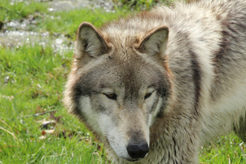 Naklejka na ściany i meble Close Up Face of a Wolf