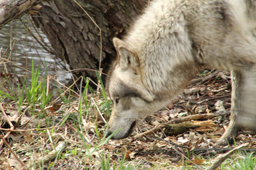 Close Up Wolf