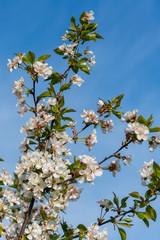 spring white blossom against blue sky. cherry blossom flower full bloom in blue sky spring season. vertical photo