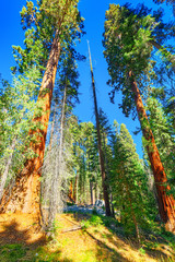 Forest of ancient sequoias in Yosemeti National Park.
