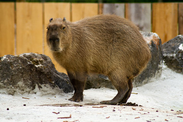 capybara