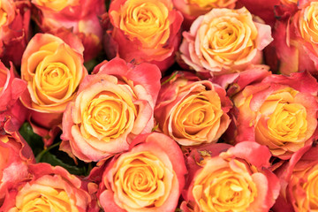 Obraz na płótnie Canvas Background of pink and peach roses. Fresh pink roses. A huge bouquet of flowers. The best gift for women