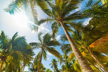 Fototapeta na wymiar Coconut palm trees under a shining sun in Guadeloupe