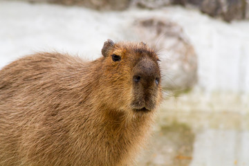 capybara