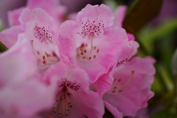 透き通った淡い色合いのシャクナゲの花