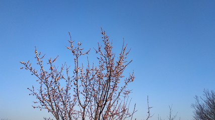 Spring white flower on a branch. Cityscape. Apricot blooming.
