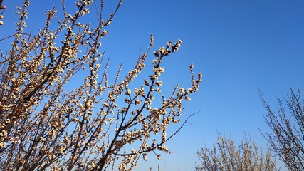 Obraz premium Spring white flower on a branch. Cityscape. Apricot blooming.