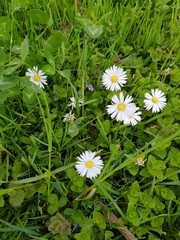 Bellis perennis