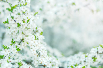 white flowering trees in spring, delicate flowers in the garden