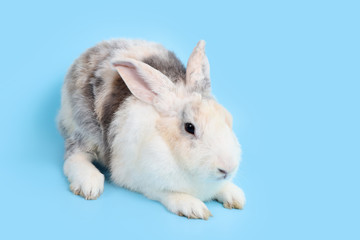 young cute black and white easter bunny rabbit on blue background and right copy space