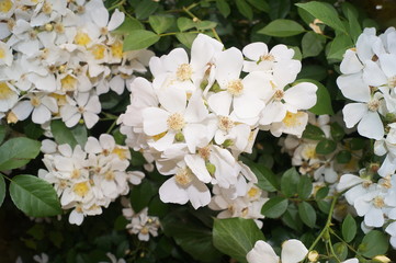 Multiflora roses