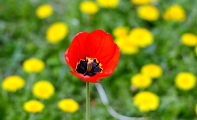 the Tulip was not in the environment