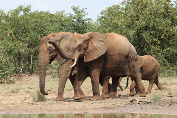 Fototapeta premium Afrikanischer Elefant / African elephant / Loxodonta africana
