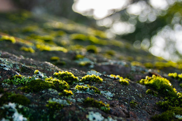 Moss on the stone. Abstract background. Inverted horizon
