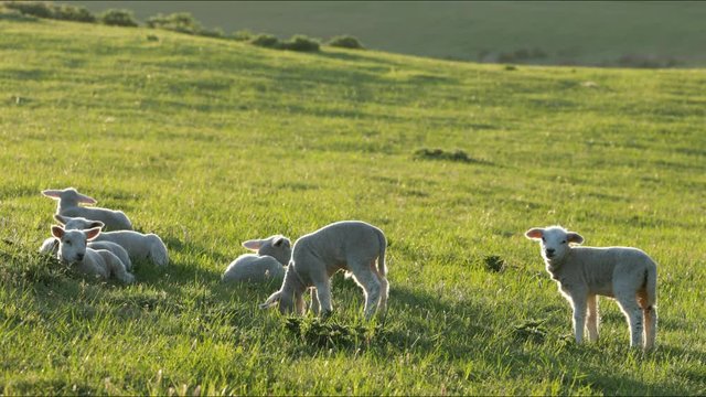 4K lambs grazing in british countryside farmers field. 