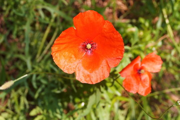 Flowers of poppies