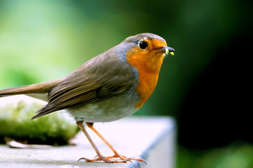 red robin eating green worm