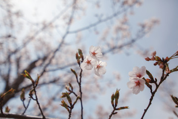 Blooming sakura tree on a background of blue sky, delicate spring natural background and texture