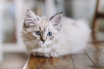 Little blue eyed Neva Masquerade Kitten on a wood chair in a german kitchen