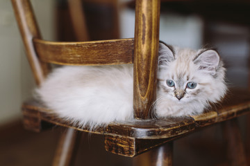 Little blue eyed Neva Masquerade Kitten on a wood chair in a german kitchen