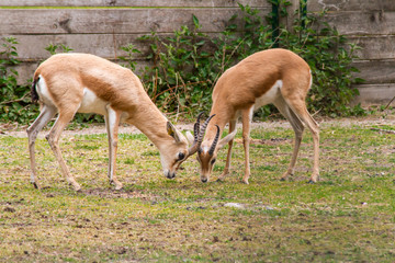 antilope 