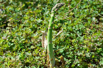 Un asparago verde pronto per la raccolta