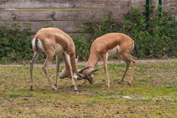 antilope 