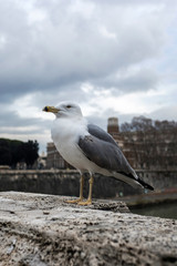 Seagull sitting on bridge in Rome, Italy
