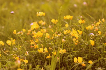 Obraz premium Buttercup