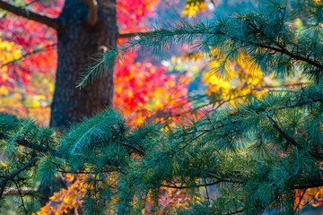 Colors of autumn in Mount Macedon, Victoria, Australia