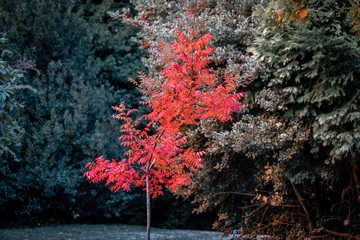 Colors of autumn in Mount Macedon, Victoria, Australia