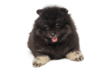 Playful black Pomeranian puppy