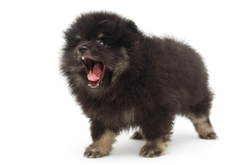 Yawning black Pomeranian puppy
