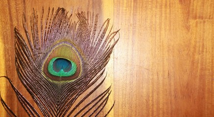 Blank Polished wood textures with peacock feathers.