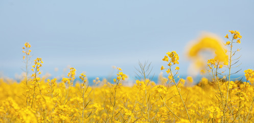 Bright summer background, yellow flowers against the blue sky