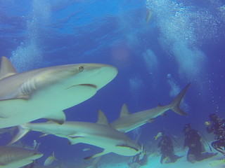 Fototapeta premium Hai - Bahamas Islands