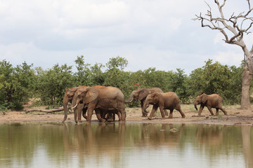 Afrikanischer Elefant / African elephant / Loxodonta africana