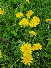 Taraxacum officinale