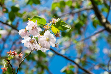 Sakura in bloom, blooming plum on a sunny day