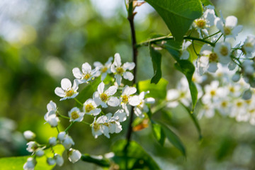 Blooming Alyssum on a sunny day